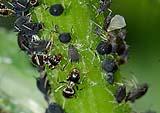 Afidi e formiche su una pianta. Ph by Pexels