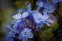 A fine fioritura, il plumbago va potato - Foto Pixabay