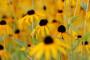 Cura rudbeckia - Foto Pixabay
