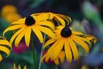 Fiori rudbeckia ricordano le margherite - Pixabay