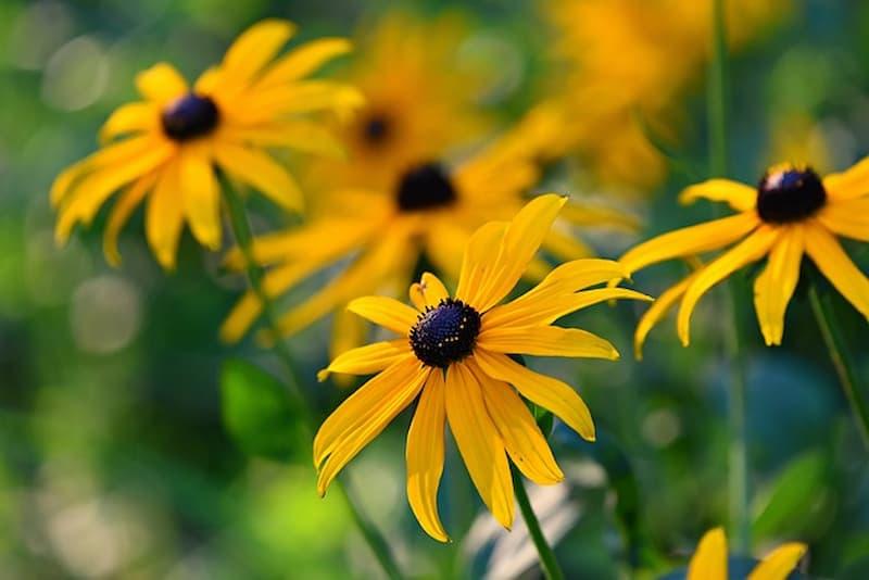 La rudbeckia resiste a caldo e freddo - Pixabay