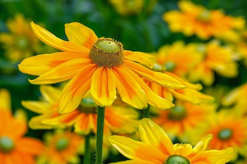 Rudbeckia, fiori bicolori - Pixabay