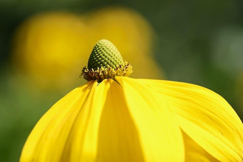 Rudbeckia, primo piano - Pixabay