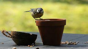 Trucchi per allontanare gli uccelli dai vasi senza fargli male