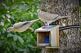 Una mangiatoia con delle colombe. Ph by Pixabay