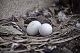 Uova di piccione in un nido. Ph by Pixabay