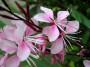 Gaura fiore rosa - Foto Pixabay
