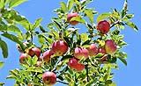 Il melo è un tipico albero da cottage garden