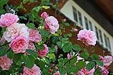 Rose tipiche del cottage garden