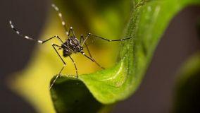 Quali sono i migliori rimedi contro le zanzare in giardino