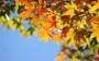 Potare l'Acero campestre è un modo per togliere foglie secche o malate