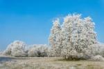 Ci sono varietà di Acero campestre adatte ai climi più freddi