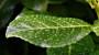Lauro pianta sempreverde – Foto: Pixabay
