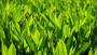 Siepe sempreverde lauroceraso – Foto: Pixabay