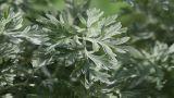 Artemisia absinthium: come coltivare questa pianta aromatica