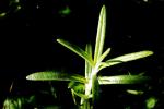 Artemisia pianta - Unsplash