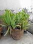 Un Aloe vera in vaso: si mantiene perfettamente sana con determinate temperature