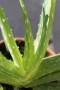 L'Aloe vera assorbe le impurità dell'aria ed emette grandi quantità di ossigeno sano