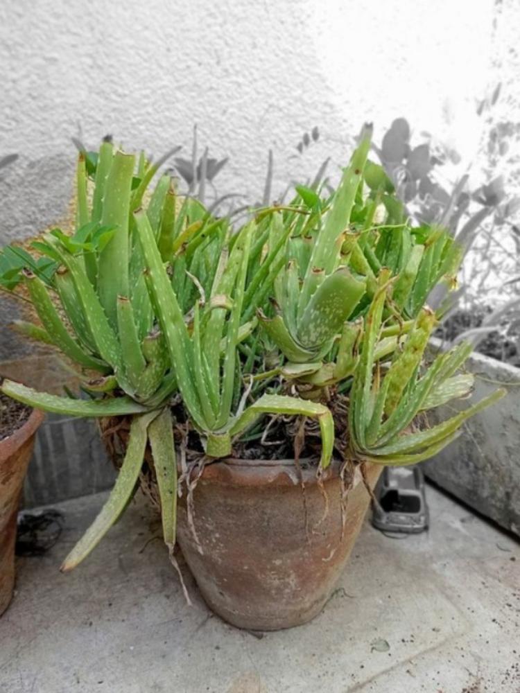 Aloe vera in vaso: si mantiene perfettamente sana a determinate temperature