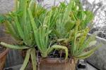 Aloe vera in vaso: si mantiene perfettamente sana a determinate temperature