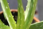 L'Aloe assorbe le impurità dell'aria ed emette grandi quantità di ossigeno sano