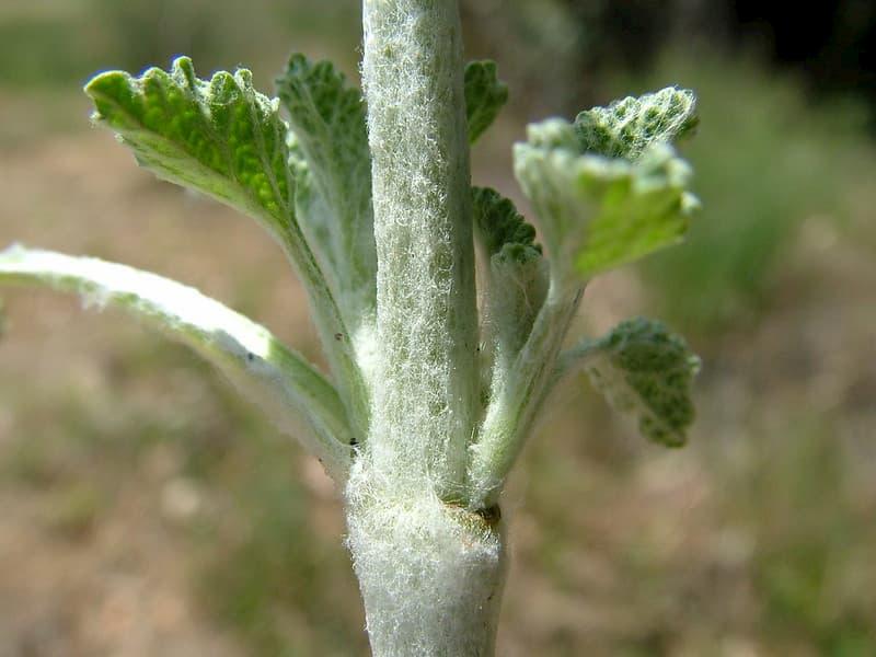 Marrubium Vulgare - Harry Rose (CC BY 2.0)