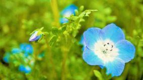 Come coltivare la Nemophila, il fiore che viene dal Giappone