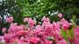 Fiori azalea rosa – Foto: Jack Mccracken, Unsplash