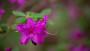 Fiore azalea viola – Foto: Julie Blake Edison, Unsplash