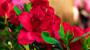 Pianta di azalea rossa – Foto: Kostiantyn Vierkieiev, Unsplash