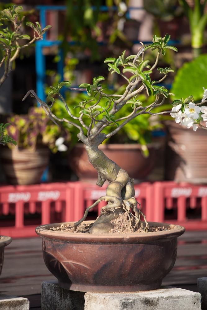 Azalea bonsai - Foto: Yaopey Yong, Unsplash