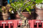 Azalea bonsai - Foto: Yaopey Yong, Unsplash