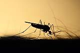 Alcuni odori disorientano le zanzare