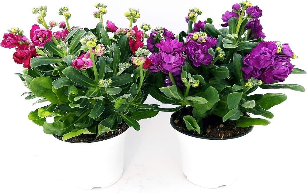 Violaciocca in vaso Powers to Flowers da Amazon