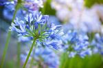 Agapanto fiore blu