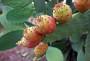 Frutti di fico d'India ancora sulla pianta. Ph by Pixabay