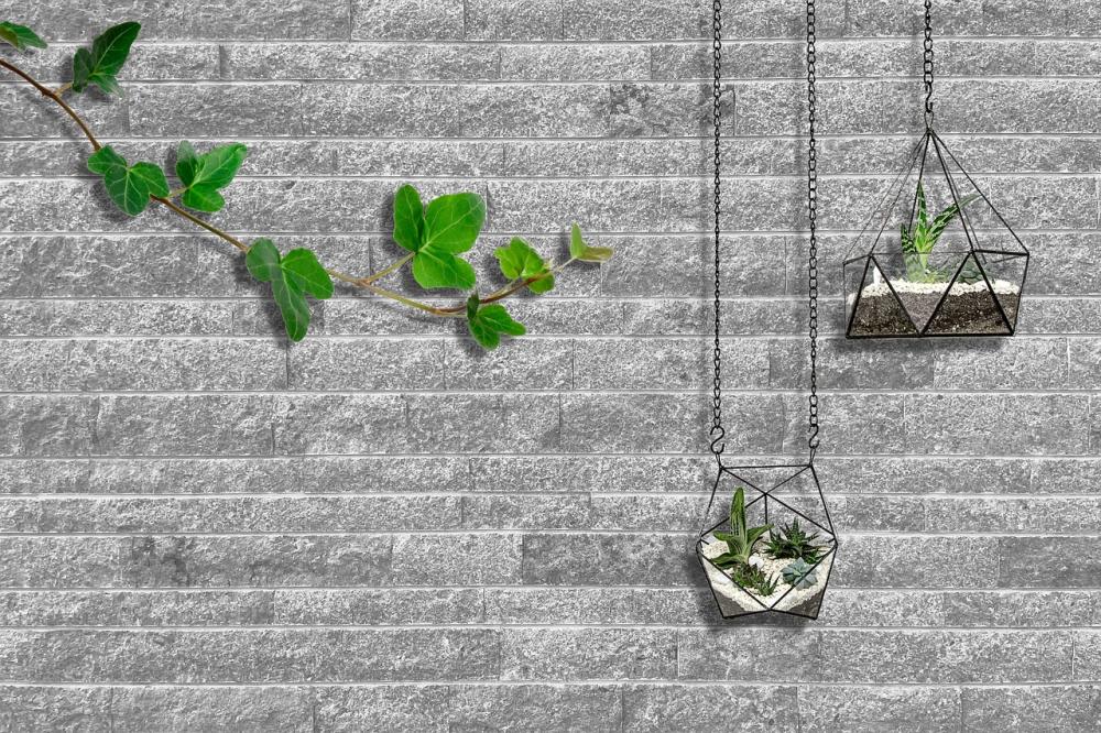Idee piante sospese- foto Pixabay