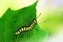 Bruco verde mangia foglie - foto Pixabay