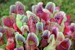 Sarracenia mix