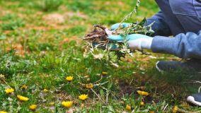 Come eliminare in modo naturale le erbacce in giardino