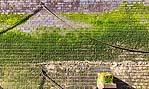 Un muro di pietra può facilmente essere attaccato da muschi ed alghe