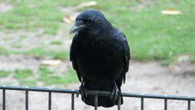 Rimedi per allontanare i corvi dal balcone
