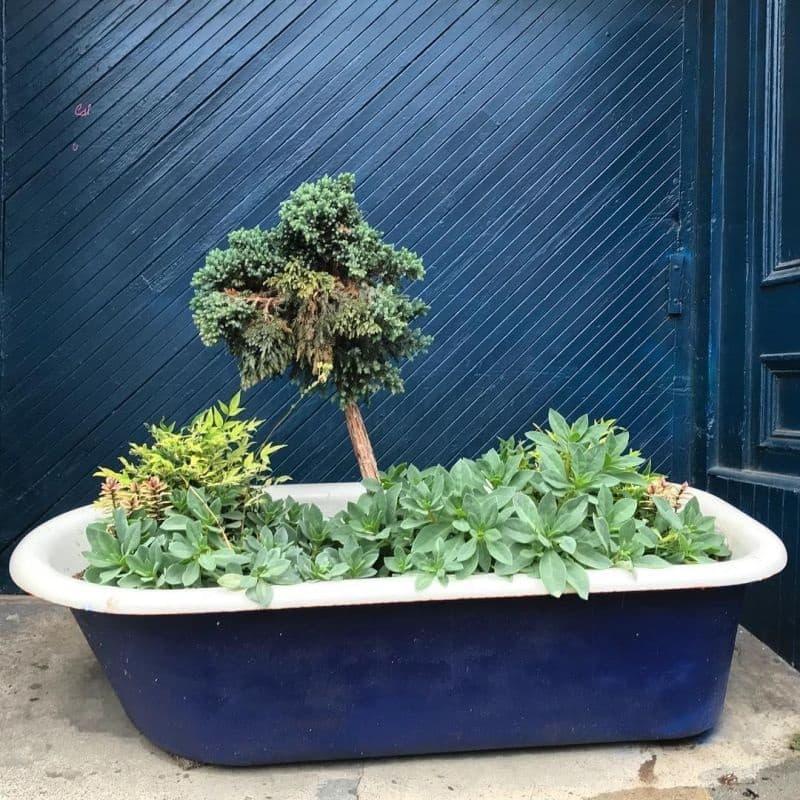 Fioriera con piante, da Instagram @amateurbot.ann.ist