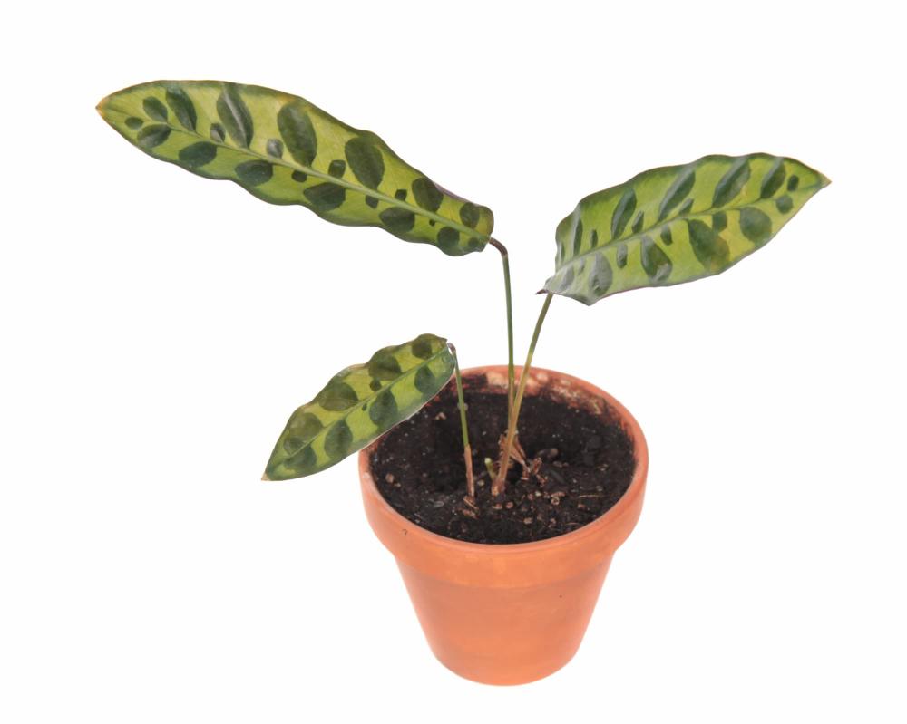 Pianta Calathea