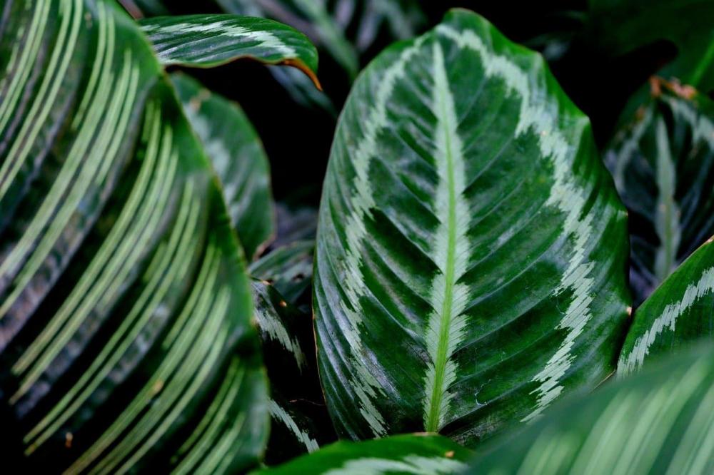 Curare la Calathea- foto Pixabay