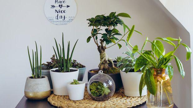 Quali sono le piante purificano l'aria in casa?