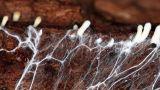 Bioedilizia: micelio come isolante per la casa
