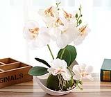 Orchidea artificiale della Aisamco perfetta per un centro tavola
