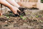 Coltivare l'orto a dicembre - unsplash