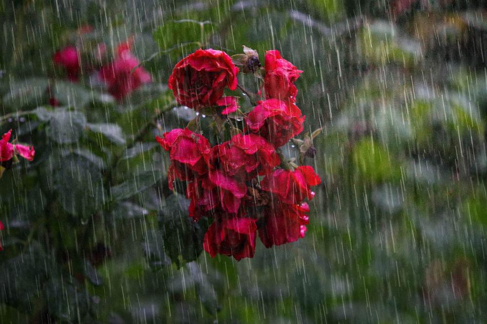 I fiori vanno protetti dalle forti piogge